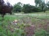 Rain-Garden