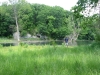 Wetland-May-2006