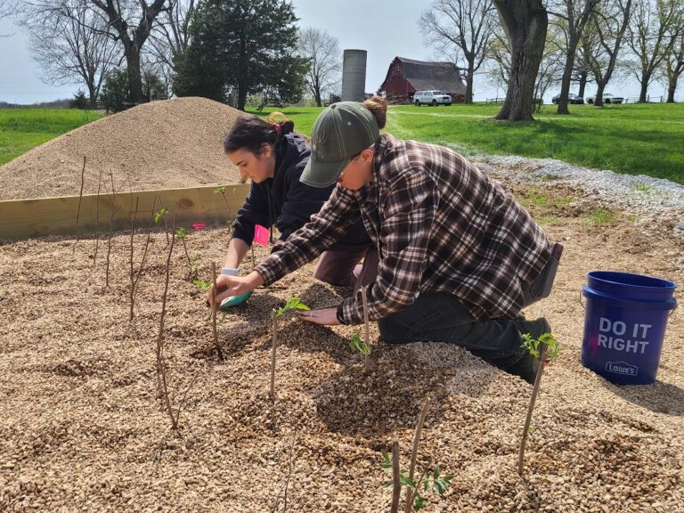 Volunteers plant seedlings in gravel